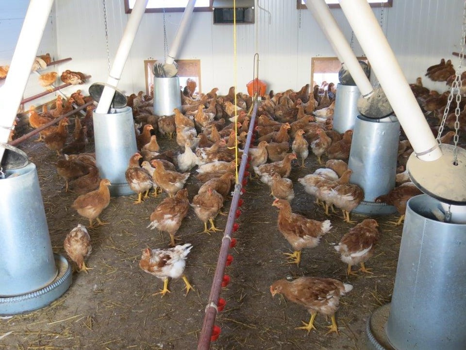 Automatische Fütterung von Biohühnern.