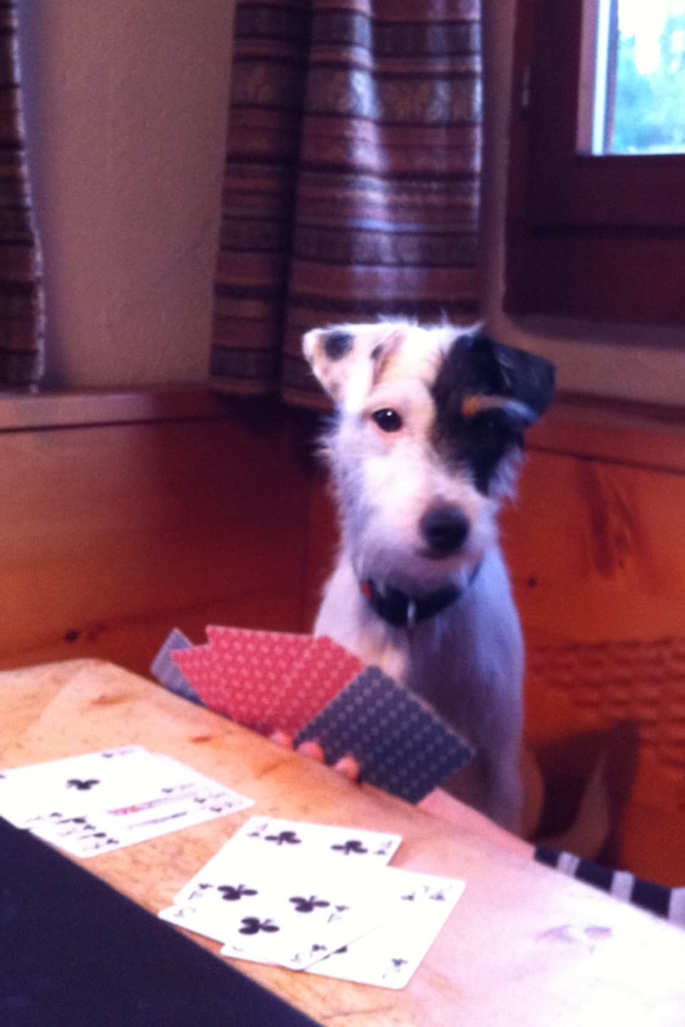 Mischlingshund mit Jasskarten sitzt am Tisch