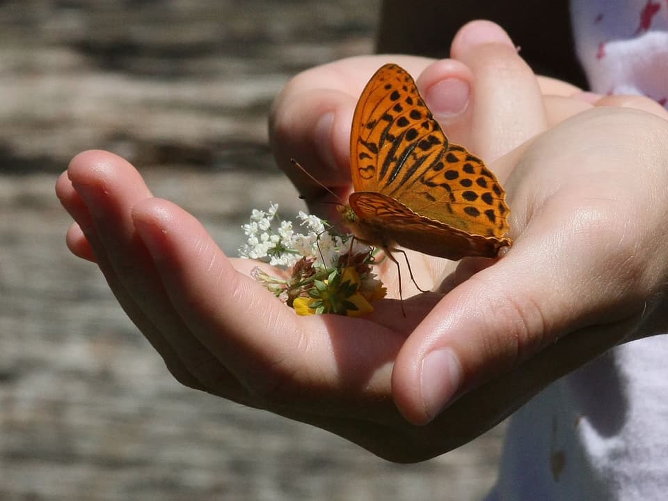 Schmetterling auf Hand.