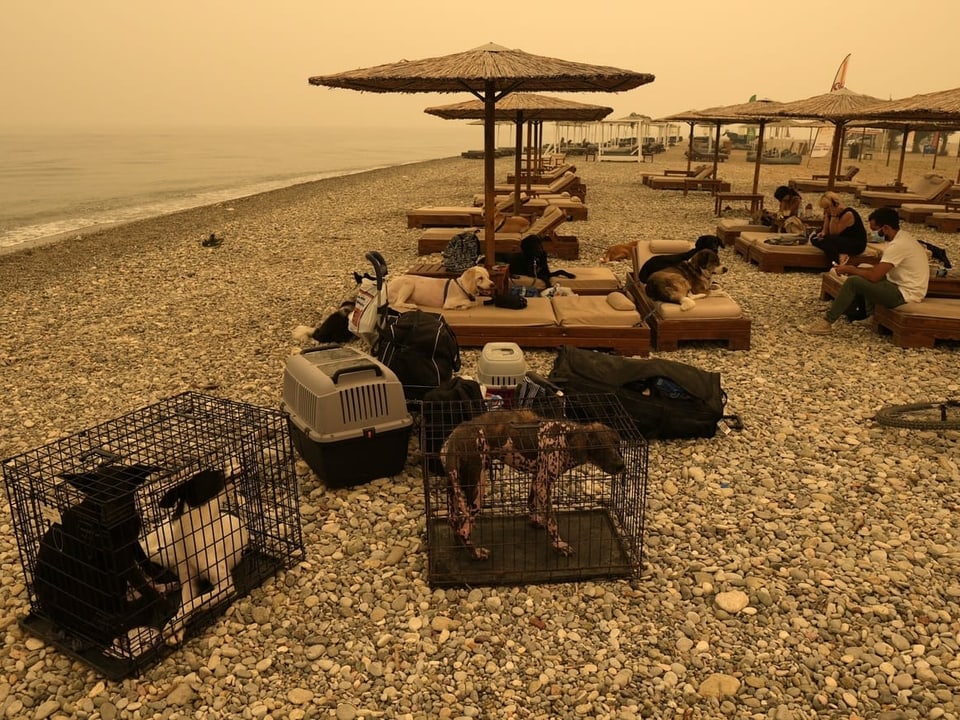 Am Strand hat es Hunde frei und in Käfigen. Auf den Liegestühlen sitzen Menschen. Die Luft ist mit Rauch verhangen.