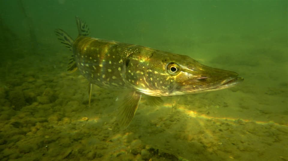 Fischen im Vierwaldstättersee - Die gezielte Jagd auf grosse Hechte mit ...