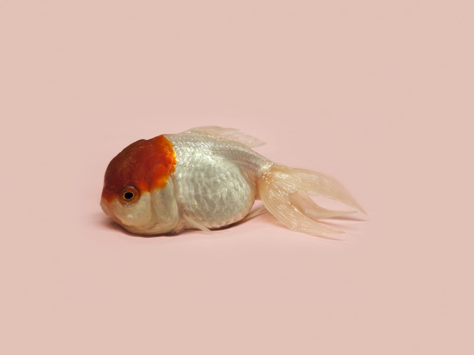 Goldfisch mit rotem Kopf