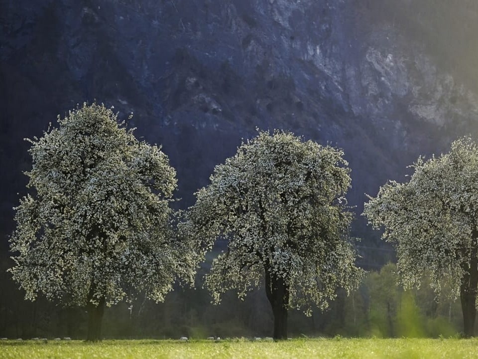 Drei Bäume stehen mit weissen Blüten auf einem Feld.