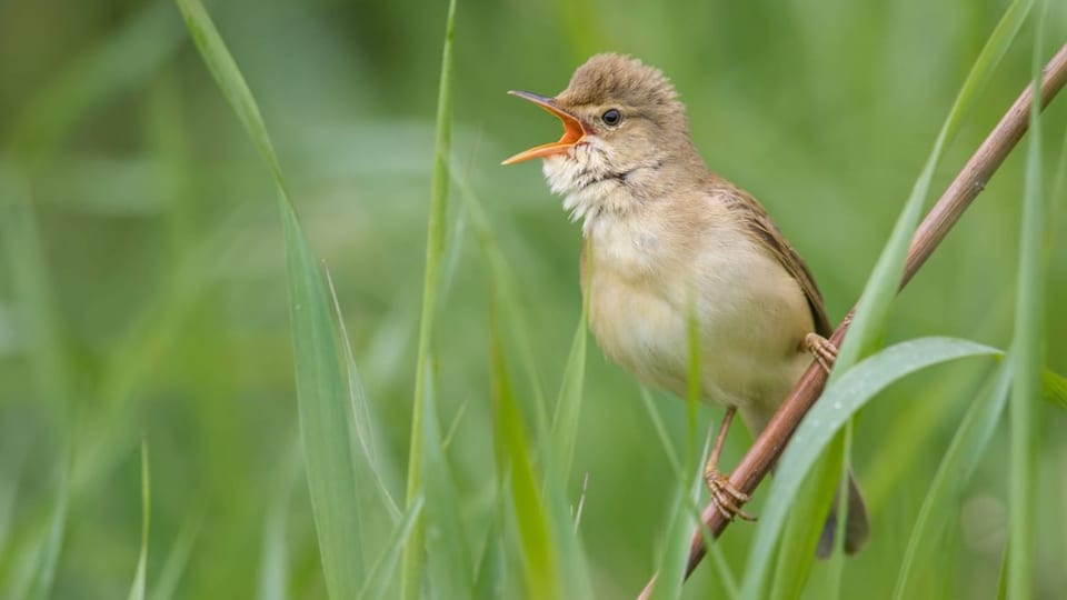 Der kleine Vogel sitzt auf einem Ast. 