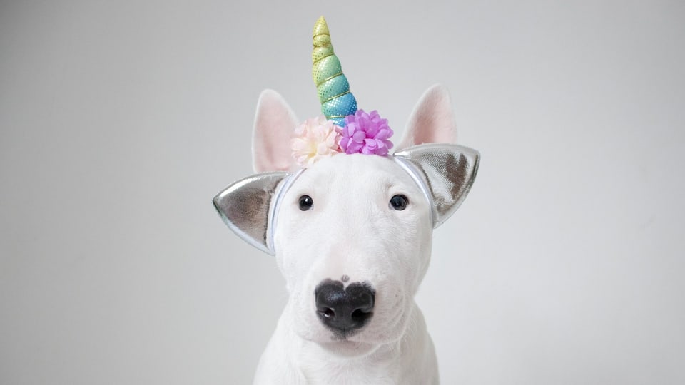 Ein weisser Hund mit aufgebundenem, pastellfarbenem Horn.