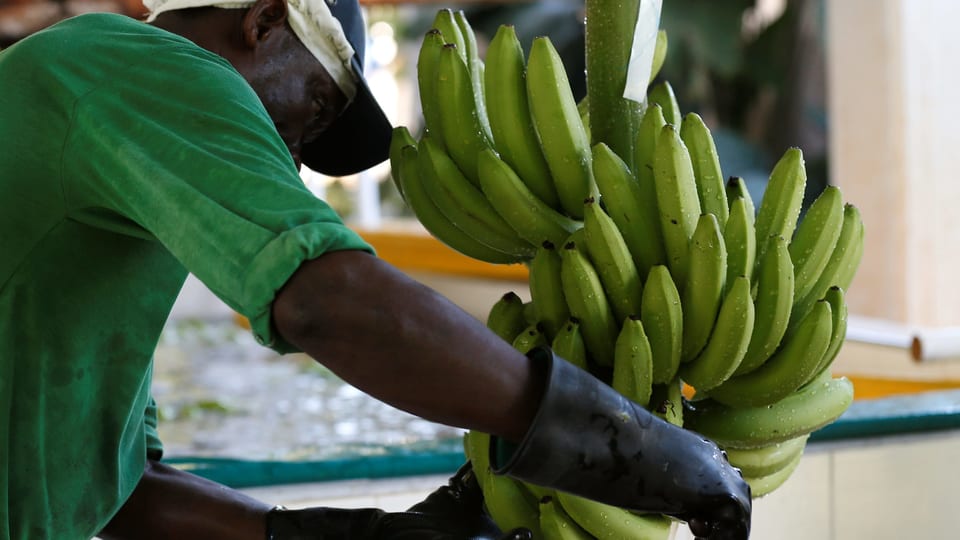 Ein Mann arbeitet auf einer Bananenfarim in Carepa (Kolumbien). 