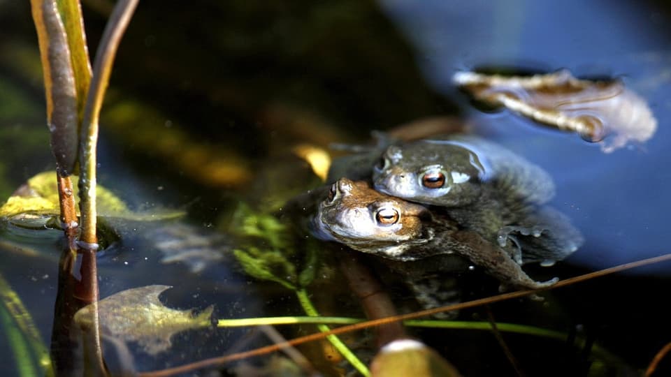 Zwei Kröten aufeinander bei der Paarung in einem Wasser, die Köpfe an der Oberfläche.
