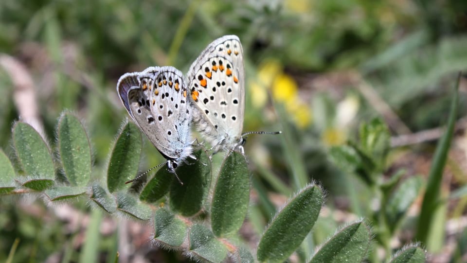 getupfter Schmetterling auf grünem Pflanzenarm