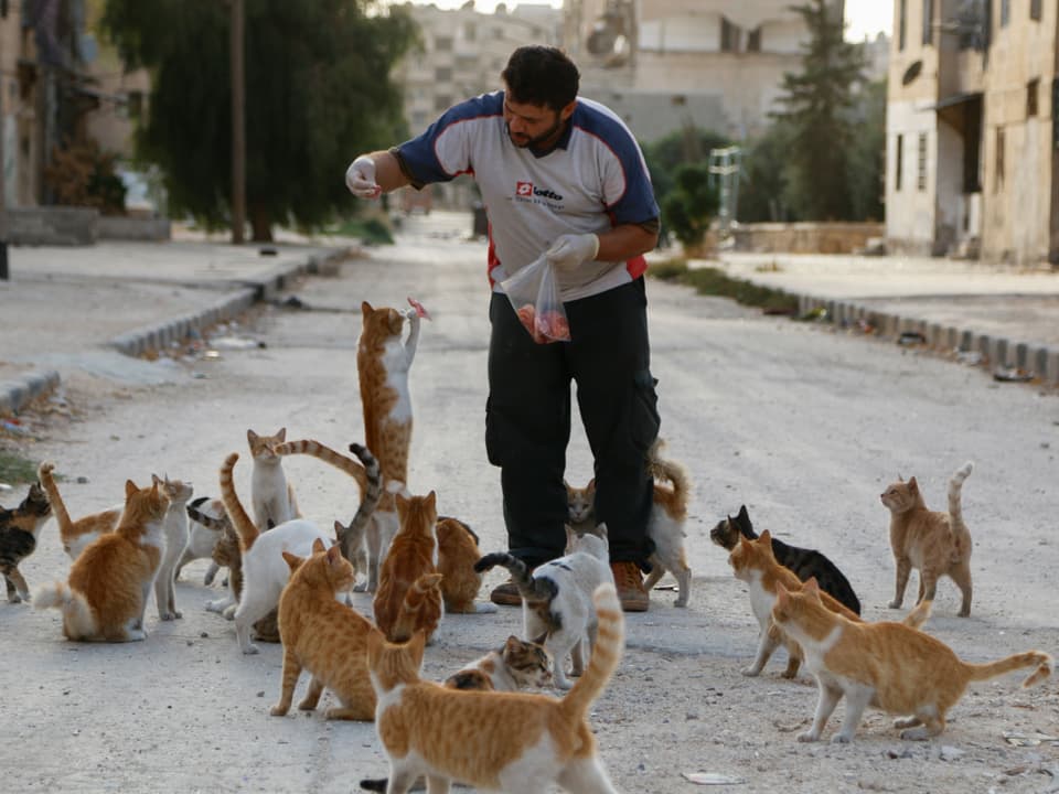 Ein Mann steht auf der Strasse und füttert Katzen.