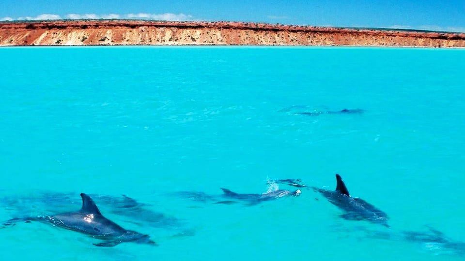 Delfine in türkisem Wasser, im Hintergrund eine Küste
