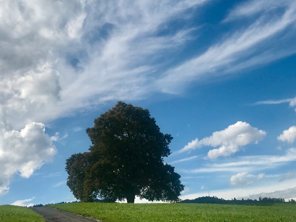 Schönwetterwolken über der Landschaft im Kanton Zug, ein einzelner Baum mitten im Feld.