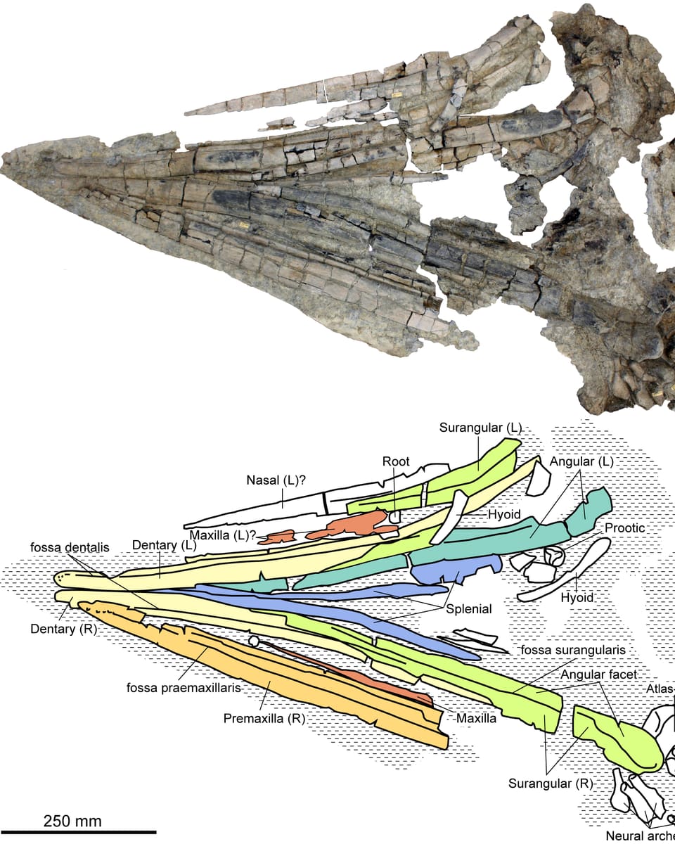 Diesen Schädel mitsamt Halswirbeln setzten Forscher aus fossilen Fundstücken zusammen.