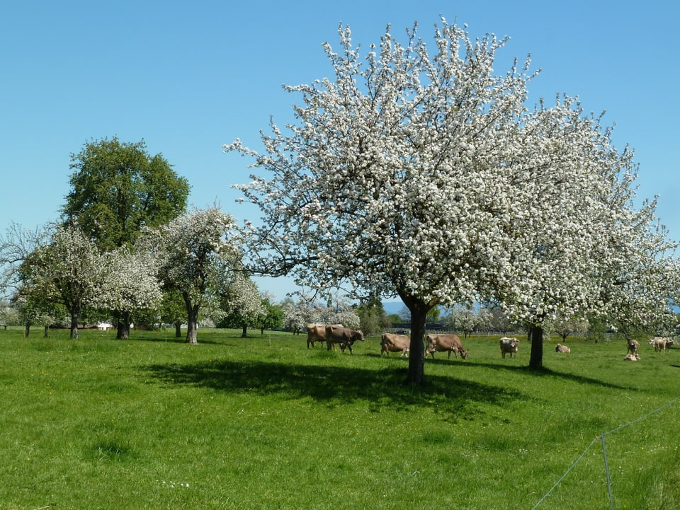 Ein Apfelbaum steht in voller Blüte auf einer grünen Wiese. Kühe grasen im Hintergrund.