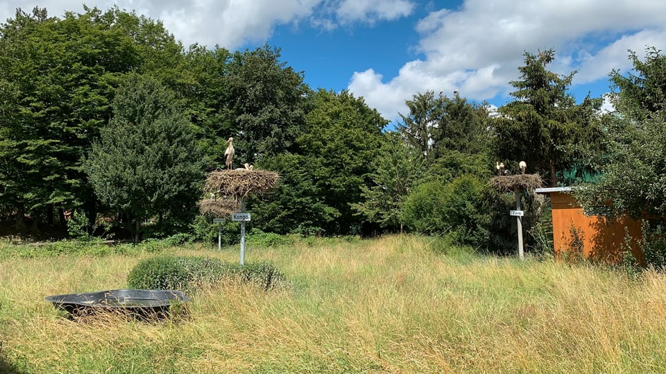 Zwei Storchennester auf schmalen Pfosten in einer Wiese unter freiem Himmel