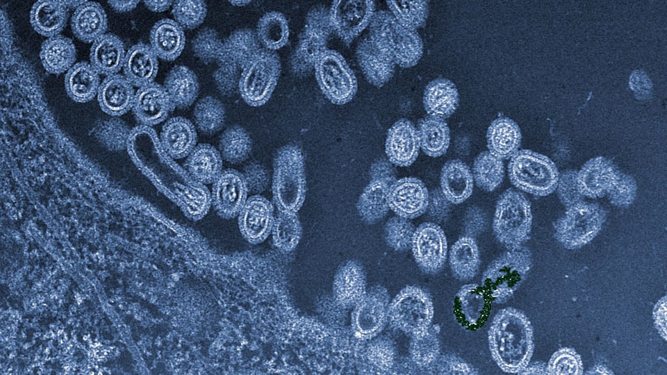 Forscher wollen hochansteckendes Vogelgrippevirus züchten