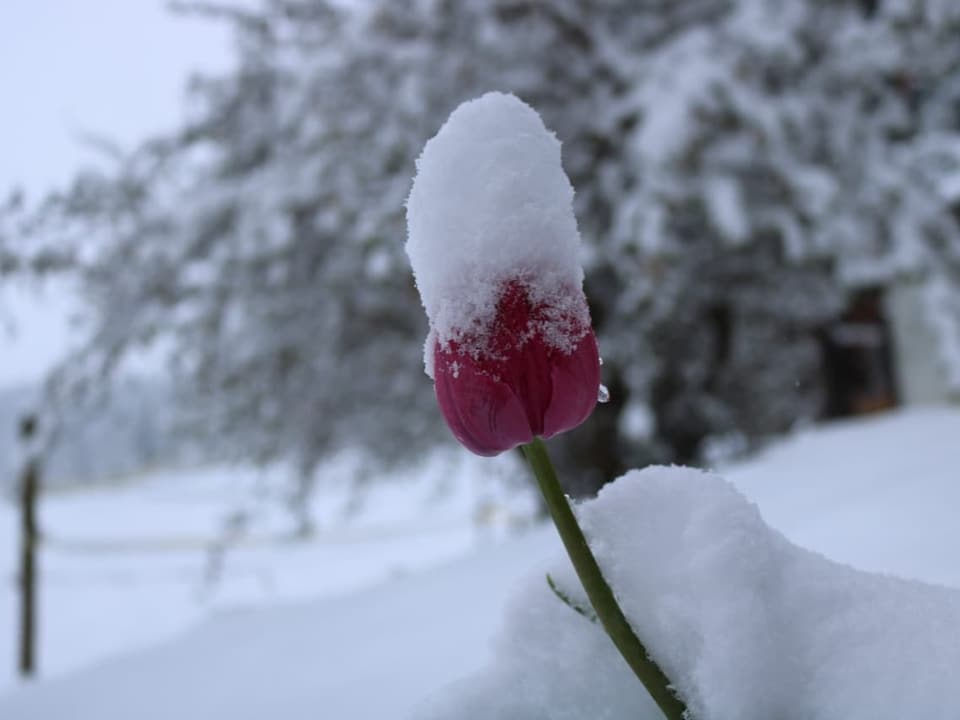 Tulpe mit Schnee.