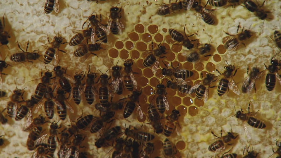 Bienen krabbeln auf Waben.