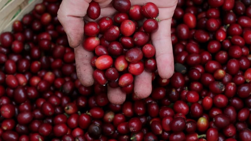 Rote Beeren in einer Hand.