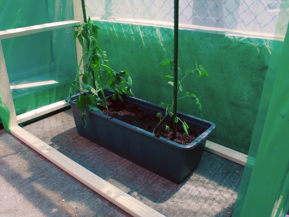 Tomatenplanzen im Topf