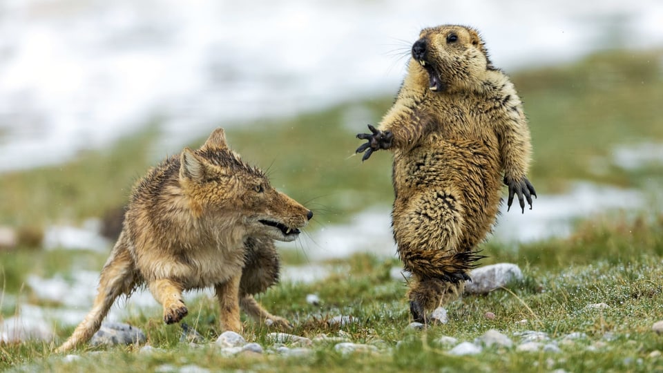 Ein Himalaya-Murmeltier zieht ein erschrockenes Gesicht, neben ihm ein Fuchs mit gefletschten Zähnen.