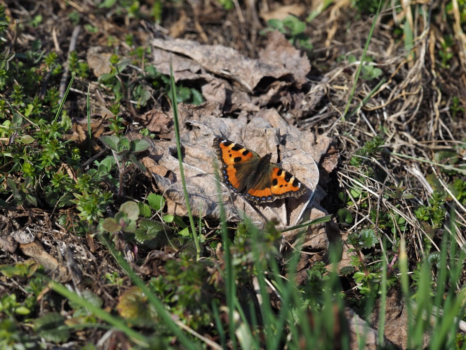 Spiez/BE Ein Schmetterling auf einem Stein, breitet die Flügel aus um sich in der Sonne zu wärmen.