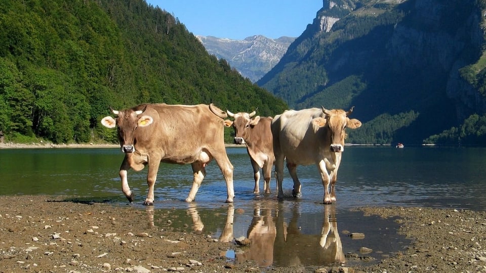 Kühe beim Klöntalersee