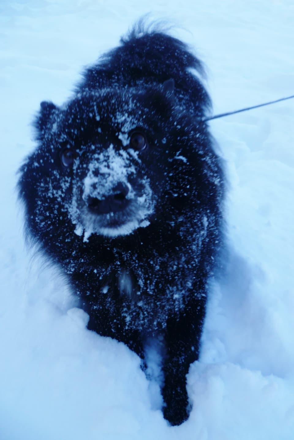 Hund an der Leine im Schnee.