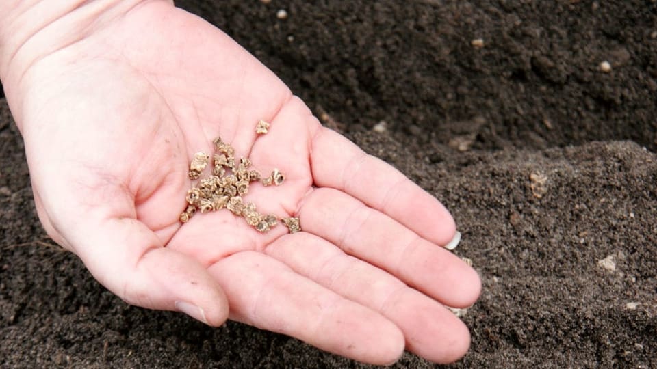Boden und eine Hand mit Samen