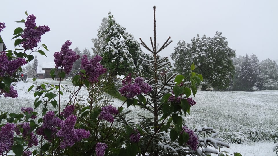 Auch in Wildhaus gab es 2015 in der letzten Maidekade etwas Schnee.