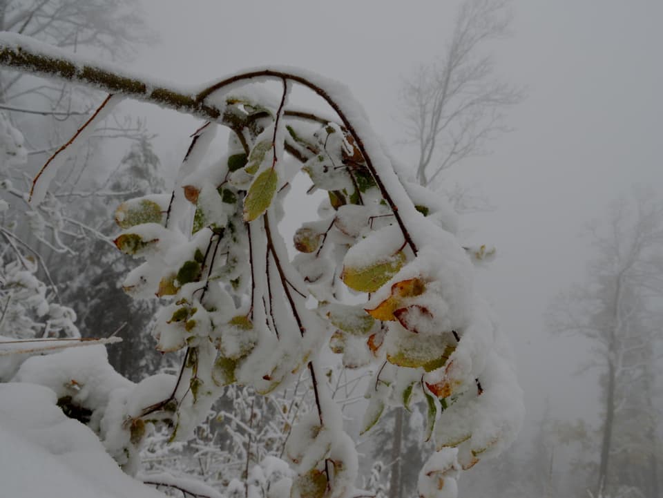 Schwerer Schnee drückt auf einen Ast an dem noch zahlreiche Blätter hängen.