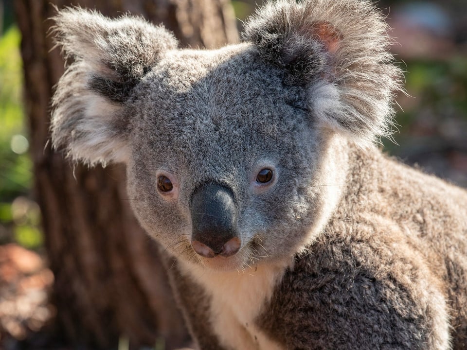 Koala Milo