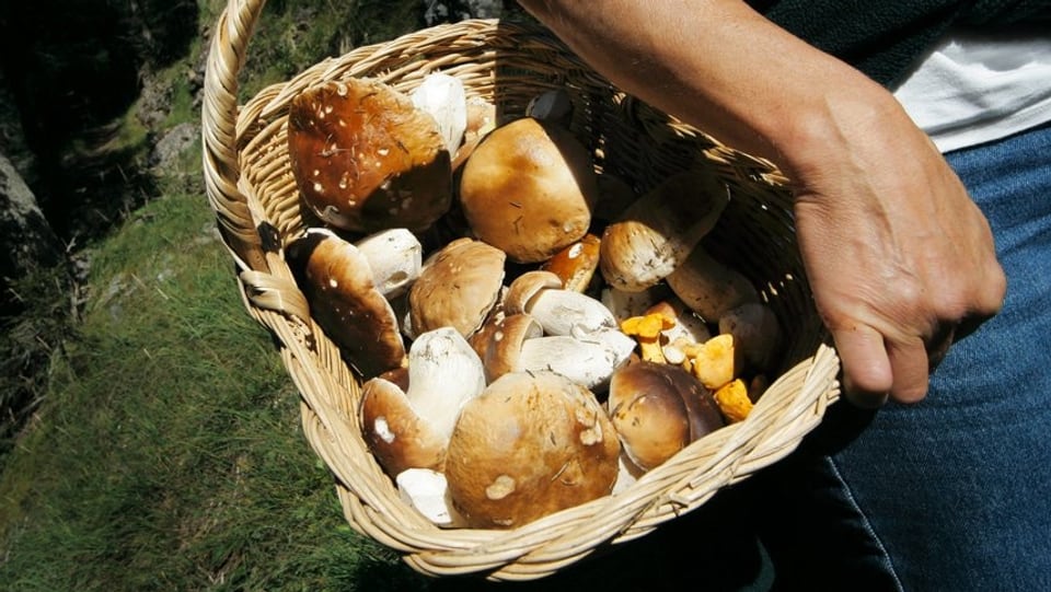 Korb voller Pilze