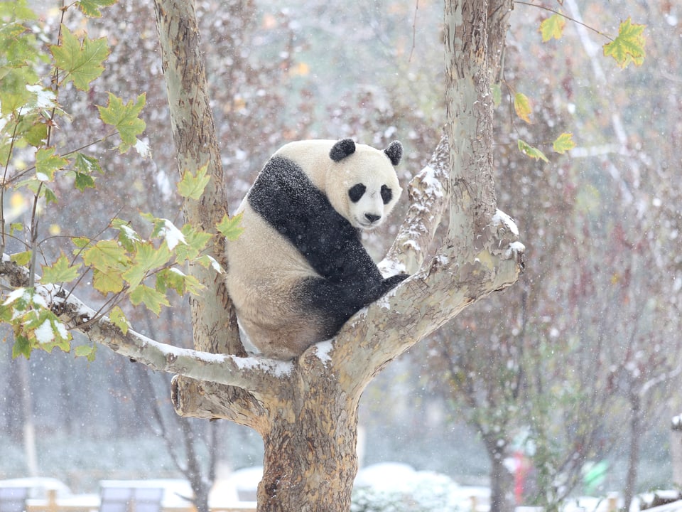 Ein Panterbär sitzt auf einem Baum ,es fällt Schnee.  Foto:  im November in China.