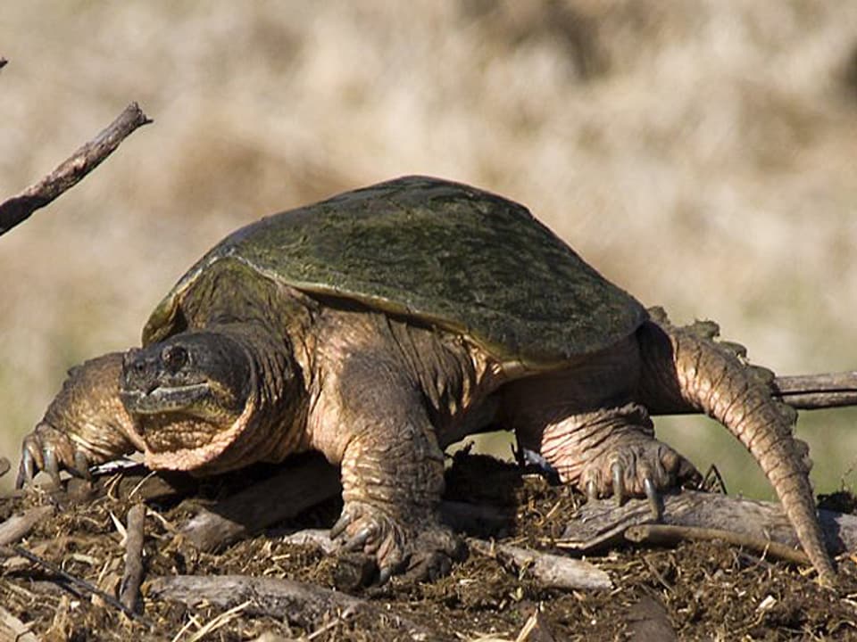 Eine Schnappschildkröte auf Futtersuche.