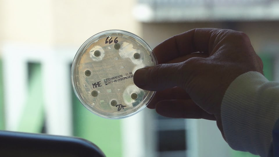 Eine Petrischale mit Bakterienkulturen wird vors Fenster gehalten.