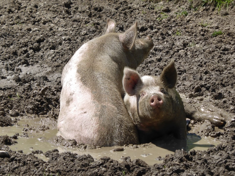 Zwei Schweine beim Schlammbad.