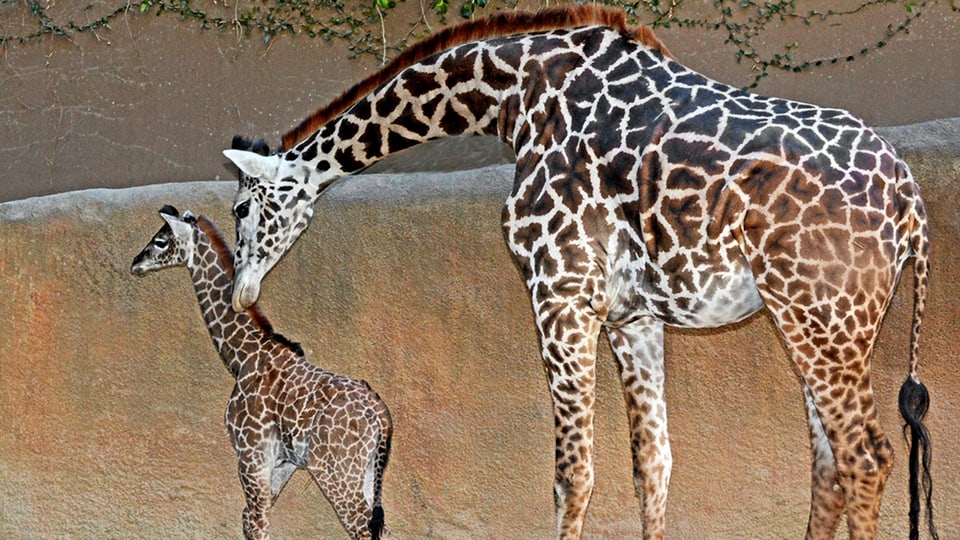 Muttertier beugt sich zu Giraffenjungem herab