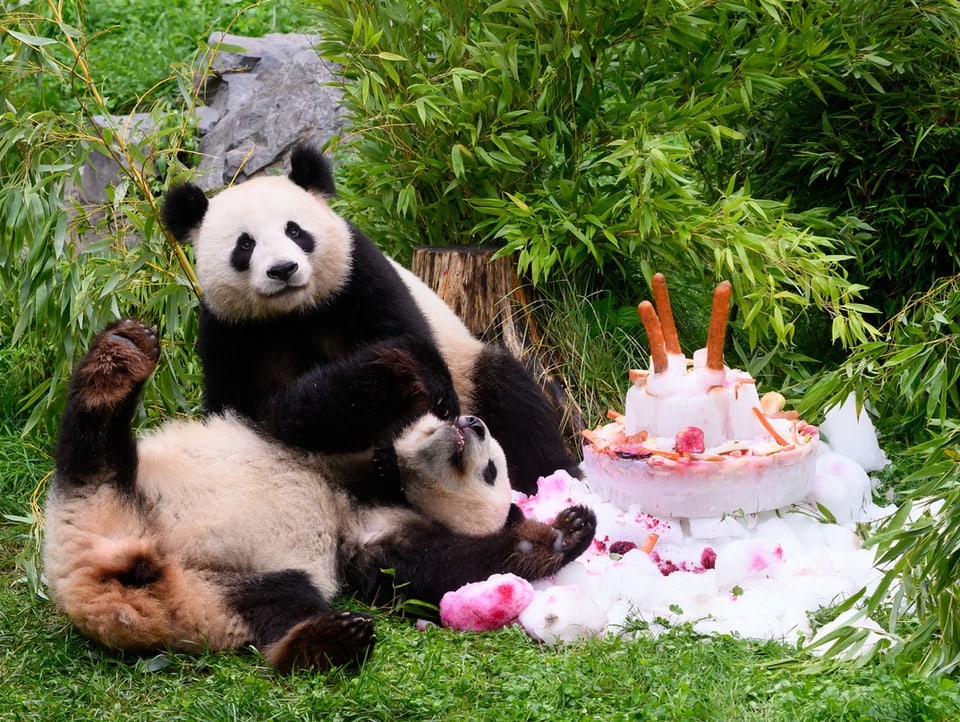 Pandas mit einer Torte mit eingesteckten Karotten.