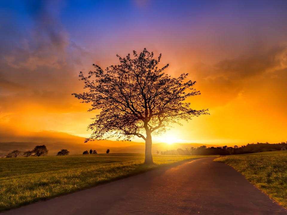 Baum mit Sonnenuntergang