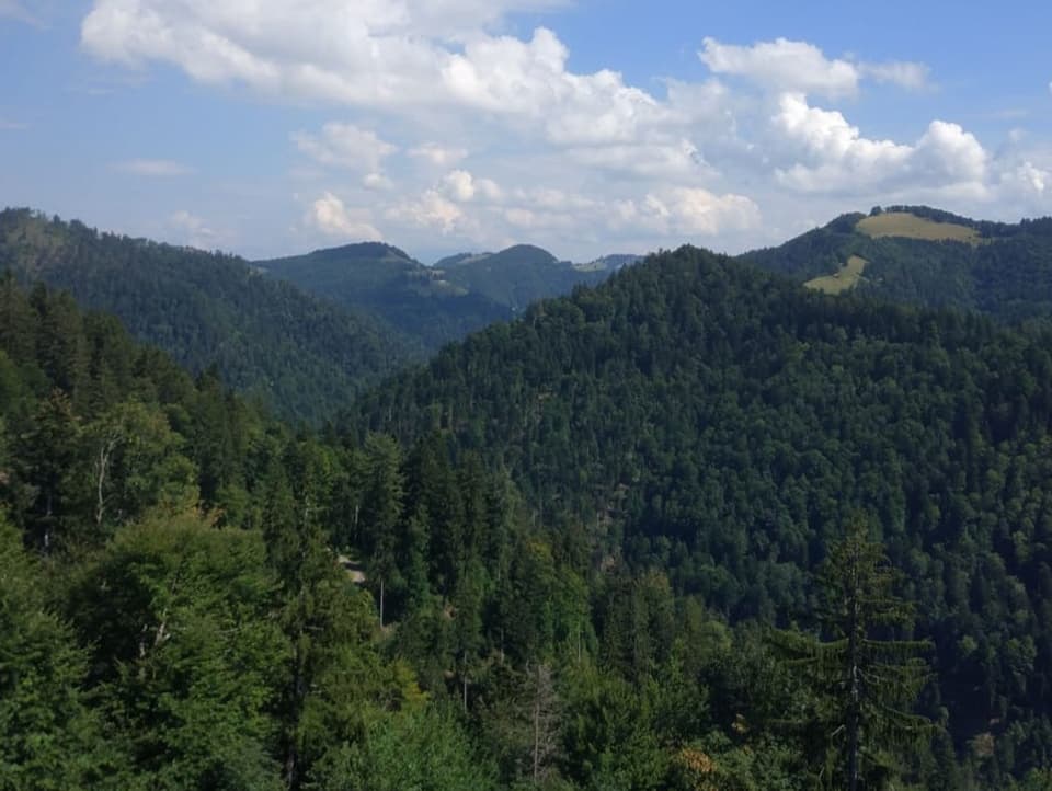 Bewaldete Hügel im Zürcher Oberland