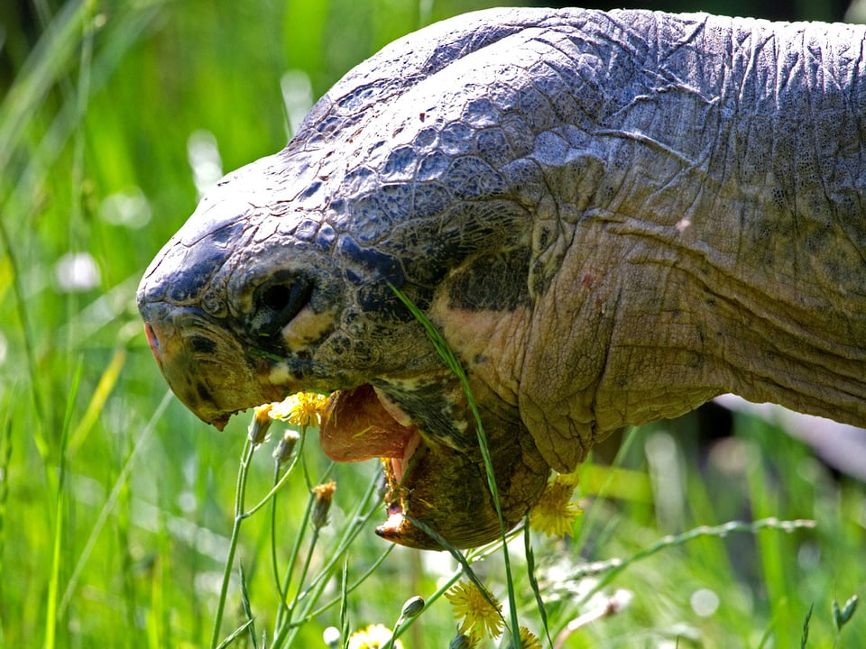Die Schildkröte frisst Gras.