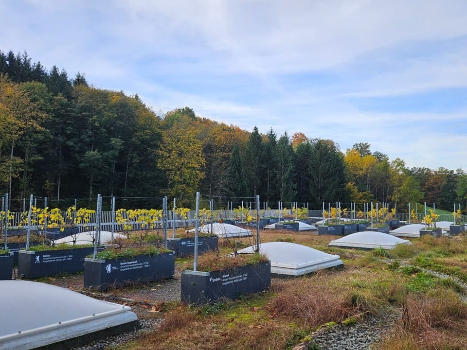 Dach des Kehrichtheizkraftwerks der St. Gallen mit Pflanzen und Kieswegen, welche das Wasser versickern lassen.