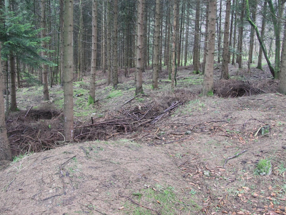 Ein Wald. Am Boden sind Spuren von Gräben und Granattrichtern zu erkennen.