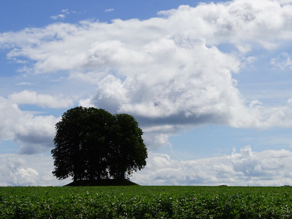 Baum, Feld, Wolken am Himmel