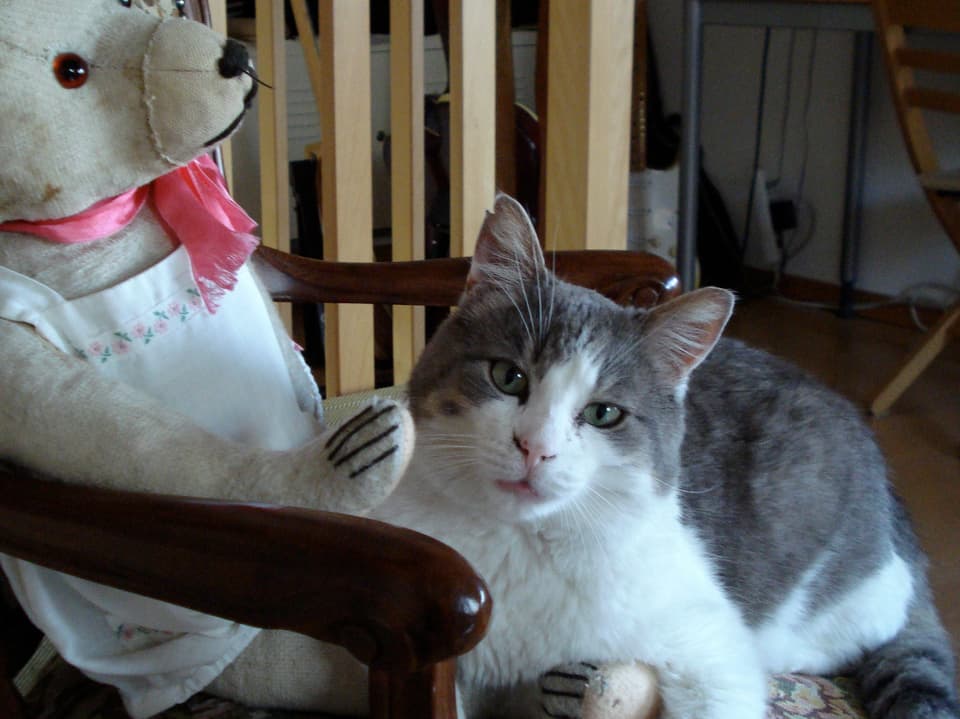 Katze auf Stuhl mit Teddy
