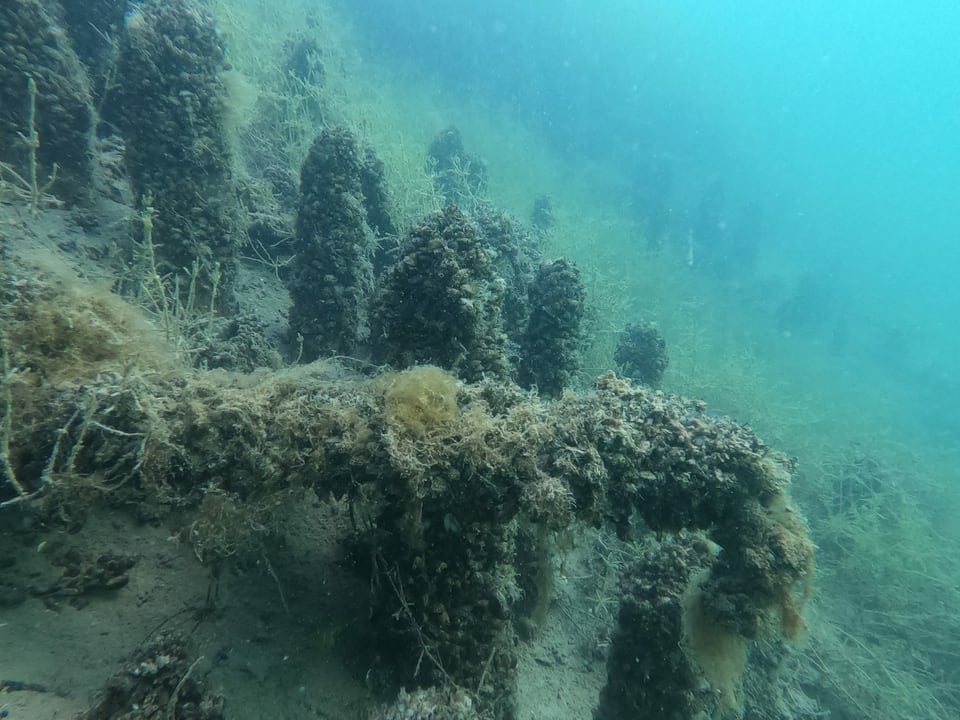 Unterwasseraufnahmen von Überresten einer Pfahlbausiedlung