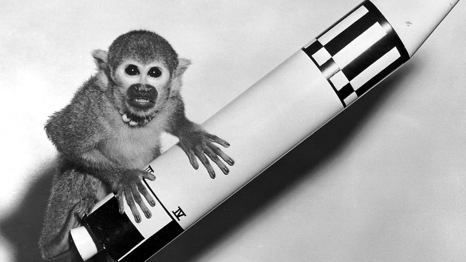Ein kleiner Affe mit einem Modell einer Rakete.
