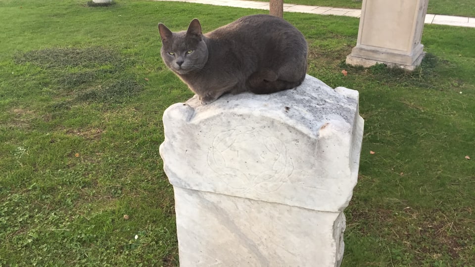 Eine Katze auf einem Grabstein.