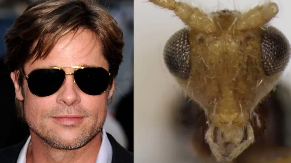 Brad Pitt mit Sonnenbrille und der Kopf einer Wespe