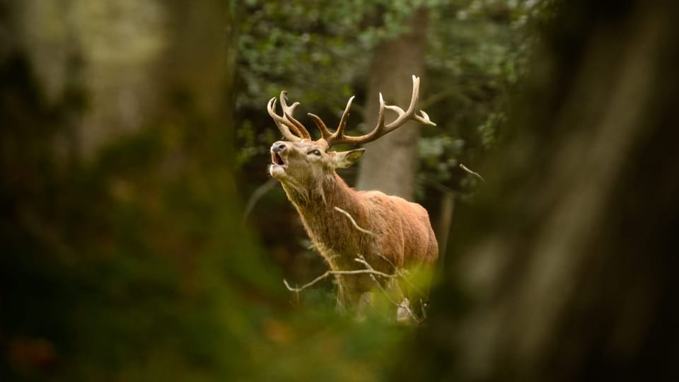 Ein Rothirsch mit grossem Geweih steht im Wald.